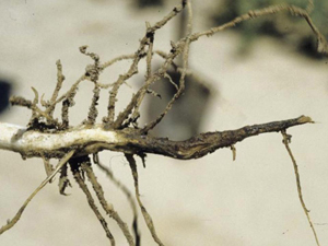 Figure 15. Fusarium root rot-infected chickpea plant showing dead, nonfunctional feeder roots with severely rooted taproot.