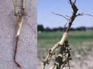 Figure 16. Young chickpea plants infected by Pythium aphanidermatum; note severely diseased taproot with a lack of secondary feeder roots.