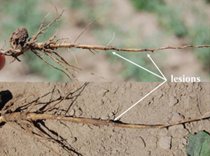 Figure 2. Young chickpea roots showing individual lesions characteristic of early infection by fungal root pathogens.