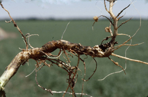 Figure 3. Advanced infection showing large craters and necrotic taproot 