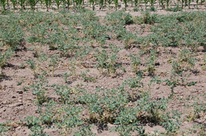 Figure 5. Severely stressed chickpea plants in dryland production that are also infected with Fusarium root rot.