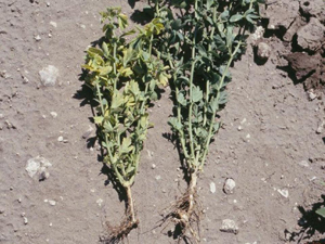 Figure 6. Stressed plant on left affected by soil compaction; note stunting, yellowing of foliage and poorly developed root system with main roots growing at a right angle.