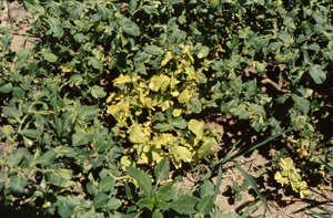 Figure 7. Bright yellow foliage characteristic of Fusarium wilt.