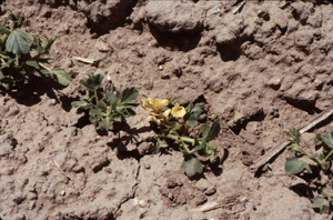 Figure 8. Chlorotic leaf symptoms of early seedling infection due to Fusarium wilt 