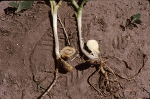 Figure 9. On the left, the same seedling from Figure 8 exhibiting vascular discoloration in the seed piece compared to healthy seedling on the right. 