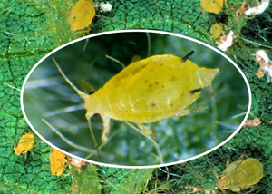 Figure 1. Soybean aphids with black tipped cornicles.