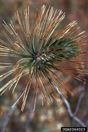 Figure 1. Dark brown bands evident on infected needles.