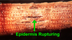 Figure 3. Stromata breaking the epidermis of an infected needle