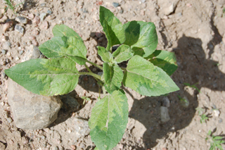 Figure 1. Wild sunflower species infected with new “hot” race of downy mildew found in 2010 in Banner County, Nebraska.