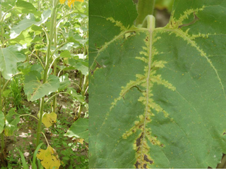 Figure 10. Rare occurrence of systemic infection in middle leaves. Note lack of systemic downy mildew symptoms on lower leaves. 