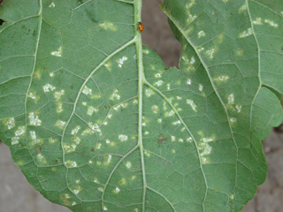 Figure 13. Local infection from windblown zoospores. Note sporulation of pathogen on lower leaf surface. Each sporulating spot on the bottom is associated with the upper chlorotic lesions like those in Figure 12.