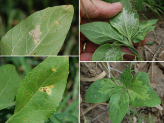 Figure 12. Local infections from windblown zoospores. Note the angular appearance of chlorotic lesions on upper leaf surface. 