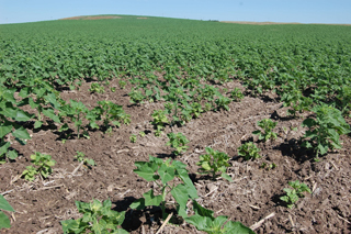 Figure 2. Low spot in a field with a high incidence of the downy mildew pathogen.