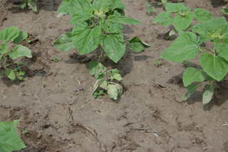 Figure 3. A young sunflower plant infected very early as a seedling, showing effects of systemic infection.