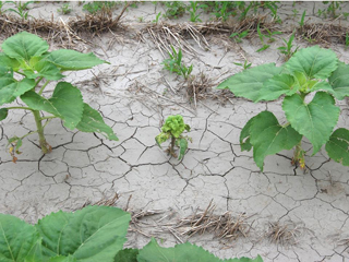 Figure 4. Another early-infected sunflower plant showing severe stunting.