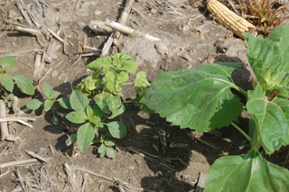 Figure 5. Another early-infected sunflower plant showing chlorotic, puckered leaves. 