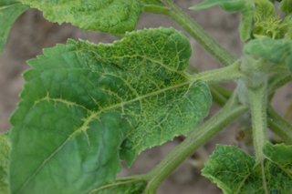 Figure 6. Systemic infection showing chlorotic leaf veins, suggesting pathogen colonization of the vascular system.