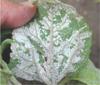 Figure 8. White cottony growth of pathogen (sporulation) on bottom leaf surface as a result of extended periods of cool and wet weather. 