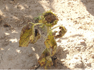 Figure 9. Systemically infected plant that reached maturity. Note severe stunting and movement of head upward.