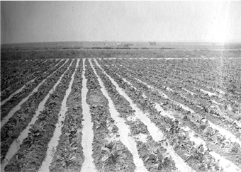 Figure 1. Furrow irrigation of sugarbeets (1911).