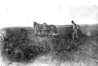 Figure 2.	“Pulling” sugarbeets at harvest (1911). 