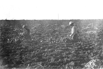 Figure 3. After topping, beet roots were placed in piles before being loaded by hand into wagons to be transported to the sugar factory for processing (1911).