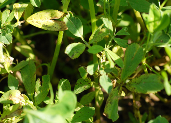 Figure 1. Small, dark brown to black spots (tar spots) on the lower leaves in early spring are symptoms of spring black stem and leaf spot.