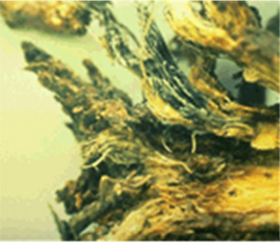 Figure 5. Bluish black crown rot caused by anthracnose. 