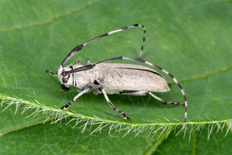 Figure 1. Adult soybean stem borer, Dectes texanus texanus. 