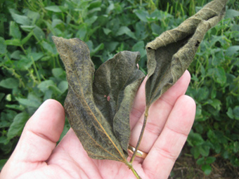 Figure 3. Dead leaf caused by Dectes larval tunneling in leaf petiole