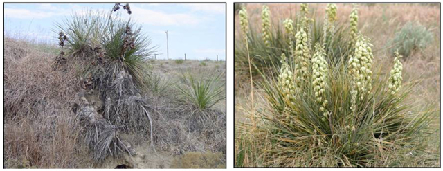 Figure 3a.Yucca plant.Figure 3b. Flowers. (Courtesy of www.estesbog.com)