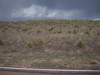 Figure 5. Heavy infestation of yucca. 