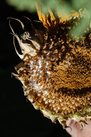 Figure 15. White mycelial growth (mold) characteristic of Sclerotinia head rot