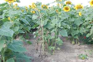 Figure 2. Basal stalk/root rot infection after flowering, but before maturity