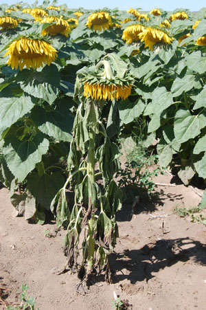 Figure 3. Basal stalk/root rot infection after flowering, but before maturity