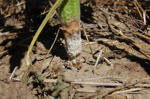 Figure 6. White mycelium (mold) at base of infected sunflower plant