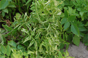 Figure 3.	Upward curling of leaves, characteristic of psyllid yellows or ZC.