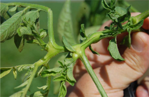 Figure 4. Foliar symptoms of ZC consisting of swollen nodes and resulting in a zigzag pattern of stems.