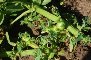 Figure 5. Foliar symptoms of ZC consisting of aerial tubers and a proliferation of axillary leaf buds. 