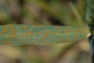 Figure 1. Leaf rust on a wheat leaf.