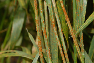 Figure 3. Stem rust on wheat stems and leaves.