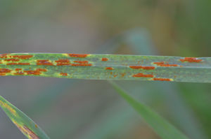 Figure 4. Close-up of stem rust on the lower surface of a wheat leaf.