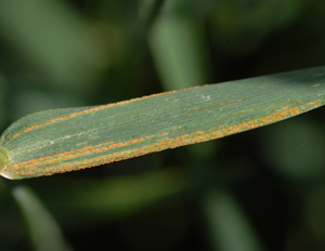 Figure 6. Stripe rust on a wheat leaf.