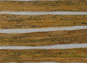 Figure 7. Stripe rust telia on the lower surfaces of wheat leaves.