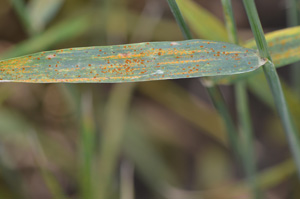Figure 8. A wheat leaf co-infected with leaf rust and stripe rust.