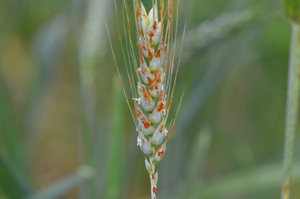 Figure 5. Stem rust on a wheat head.