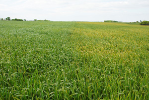 Figure 9. Stripe rust in a wheat field