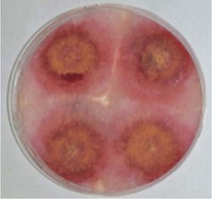 Figure 3. Mycelium of Fusarium verticillioides on artificial growth media.