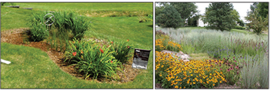 Figure 4. Rain garden (left) and bioretention basin (right).