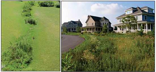 Figure 5. Bioswales. Streetside bioswales (right) can sometimes be used in place of a system of street curbs, gutters, and underground storm drains.